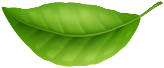 green leaf png clipart
